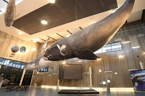Privat rundtur på Madeiras valmuseum