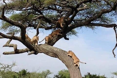 8 Days Luxury Serena Safari