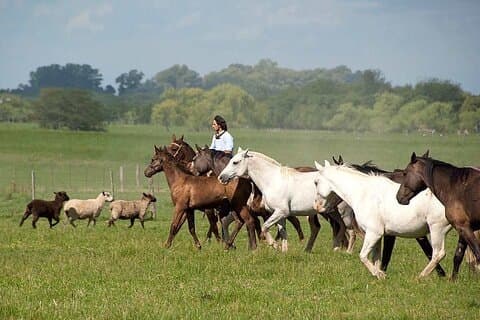 Experience in Estancia and gaucho day from Buenos Aires