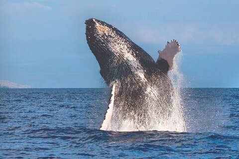 Kona Deluxe Catamaran Whale Watch