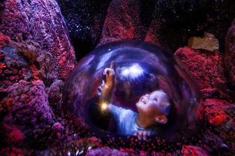 Toegangsbewijs SEA LIFE Aquarium Minnesota bij Mall of America