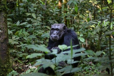 Gorillas, Chimpanzees and Wildlife Adventure