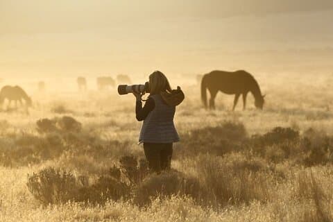 Private Wild Horse Photo Safari from Tooele