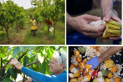Lahaina: Maui Ku'ia Estate begeleide Cacao Farm Tour en proeverij