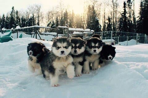 Tour en trineo de perros en Fairbanks con Homestead