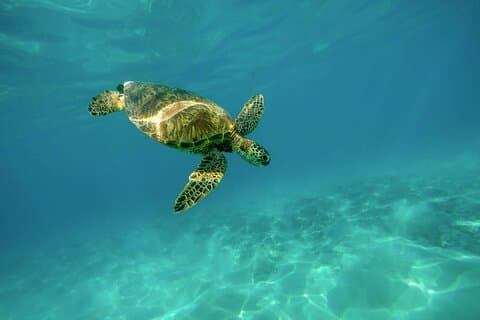 Schnorcheln Sie mit Turtles Gold Coast
