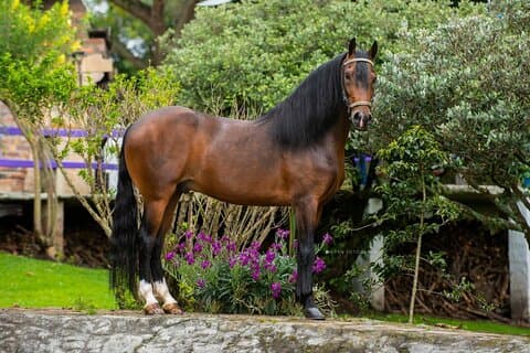 Private Guided Tour of Colombia’s Paso Fino Horse