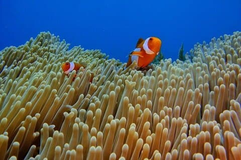 Bali Snorkeling Trip at USS Liberty Shipwreck With Hotel Transfers