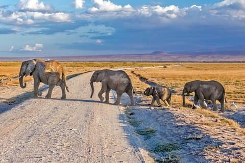 3 dagar Amboseli Safari