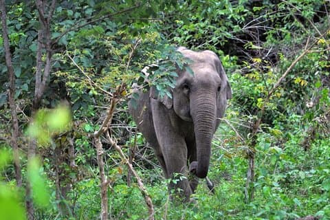 Avistamiento de elefantes y animales en el Parque Nacional Kuiburi: únete al tour de la tarde