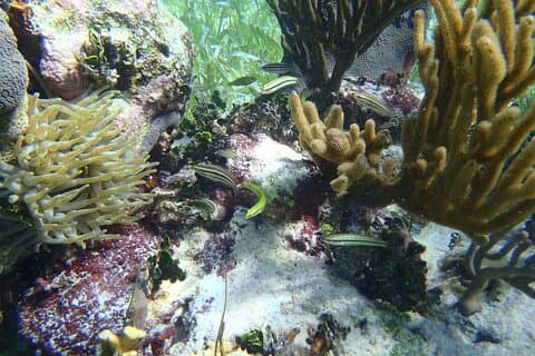 Esnórquel de barrera de arrecife mesoamericana para grupos pequeños en Puerto Morelos