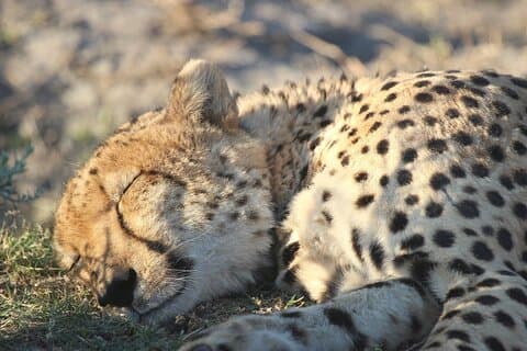 7Tage 6Nächte Botswana Highlights Safari