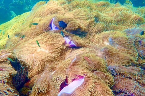 Excursão particular com teleférico e passeio de barco às ilhas An Thoi