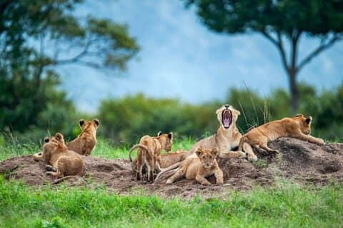 Private 8-Day Kenya and Tanzania Camping Safari from Nairobi
