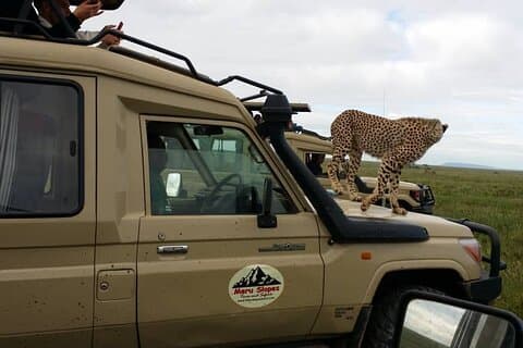 4-dagars Serengeti-migrering i Ndutu för att se kalvningssäsongen