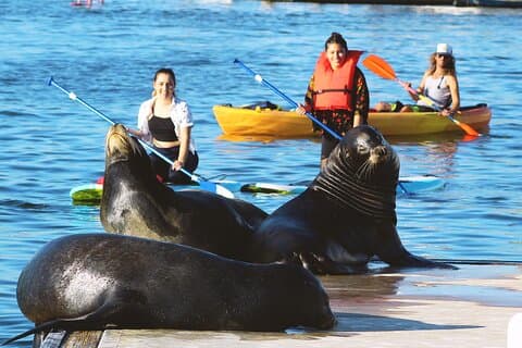 2 uur kajak of paddleboard met zeeleeuwen in Marina del Rey