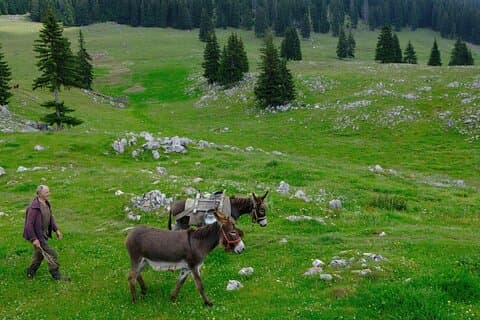 Excursão privada de caminhada de dia inteiro no Parque Nacional Piatra Craiului