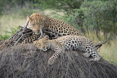 4 dias, 3 noites de safári econômico em grupo, Lago Manyara, Serengeti, Ngorongoro