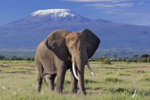 12 dagen het beste van Kenia en Tanzania Safari - luxe