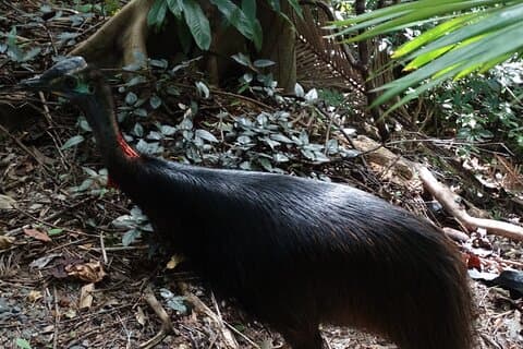 Small-Group Trekking Experience in Daintree National Park