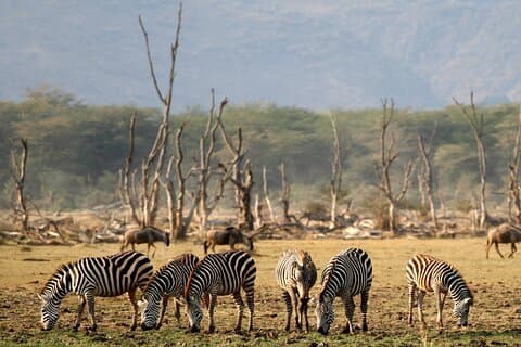 6 jours: Epic Northern Safari