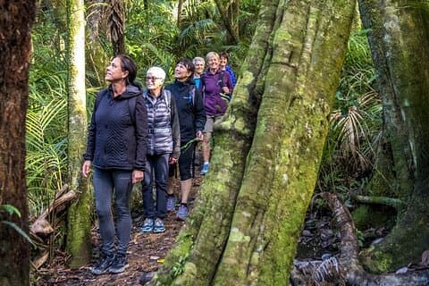 Waiheke Island Private Forest Bathing Walk
