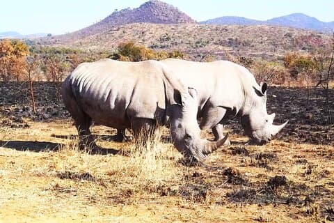 Pilanesberg national park day tour-Closed vehicle
