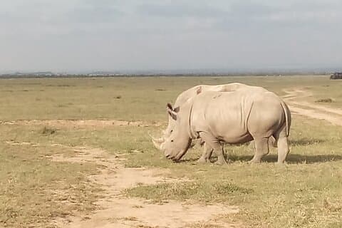 2 dagars safari till Ol Pejeta Conservancy - Lyx.