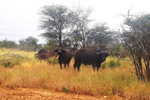 Kruger nationalpark tur3-dage/2 nat (åben safari lastbil)
