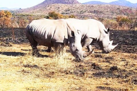 Pilanesberg Nationalpark Tagestour-Ganztag