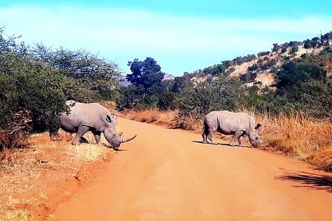 Pilanesberg national park and suncity tour -Open safari vehicle