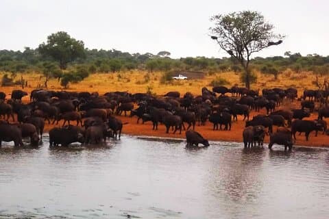 Kruger national park tour-4day