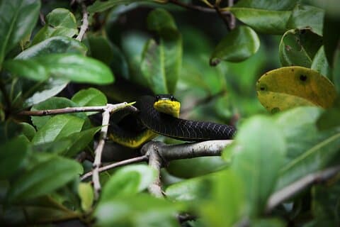Ultimate Daintree Rainforest Wildlife Experience Cruise