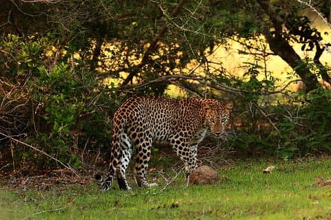 Volle dag Wilpaththu National Park Safari (all-inclusive)