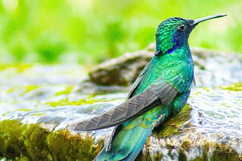 Private Tour zur Kolibribeobachtung (4 Std.)