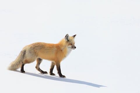 Yellowstone Winter Wildlife Safari From Paradise Valley