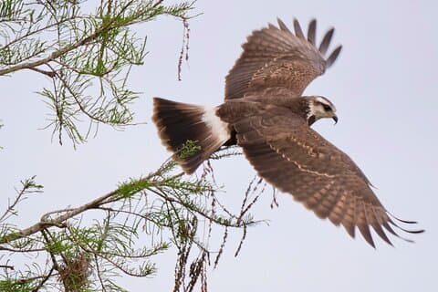 Central Florida halvdags privat fågelskådning - max 2 personer