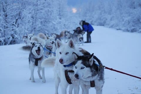 Recogida/Devolución Gratuita : Trineo de perros con foto gratis en Fairbanks