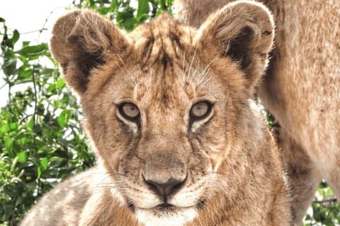 Safari privato di 4 giorni nei parchi nazionali della Tanzania da Zanzibar