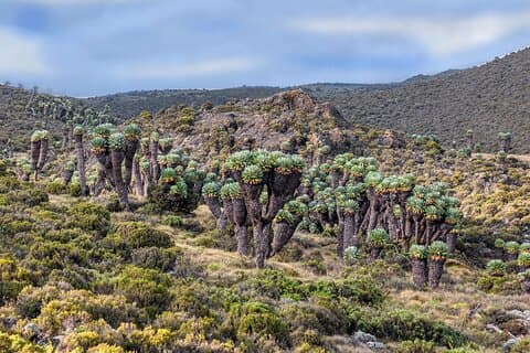 8 Days climb Mt Kilimanjaro through Lemosho Route