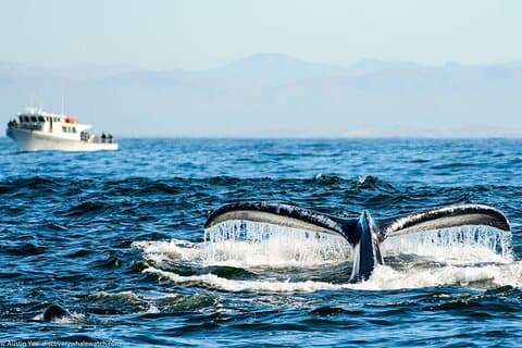Afternoon Whale Watch