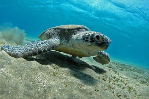 Escapada de un día de snorkel desde Marsa Alam a port Ghalib