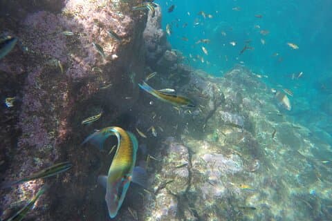 カヤックと水中自然保護区ガラワウのシュノーケリングツアー
