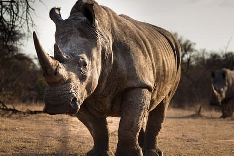 Halbtägige Tour zum Nashorn- und Löwenreservat in Krugersdorp