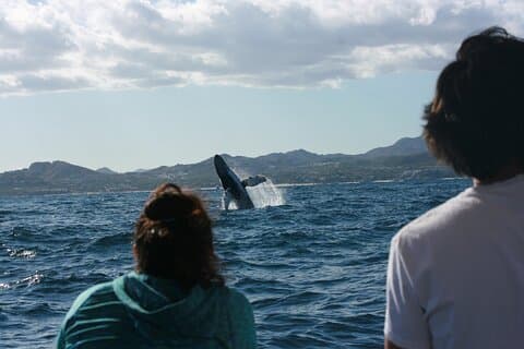 Whale Watching Group Tour in San Jose del Cabo