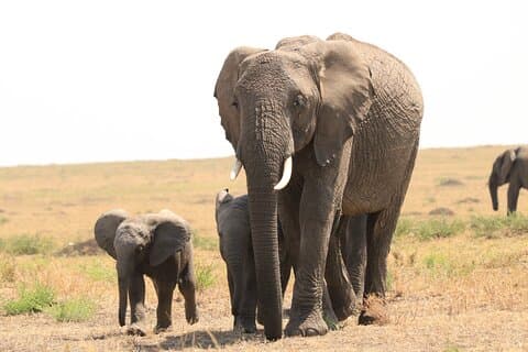 1-dagers safari-tur til Tarangire nasjonalpark