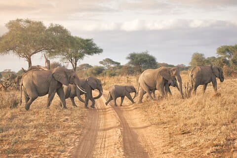 6-tägige Safari in Nordtansania