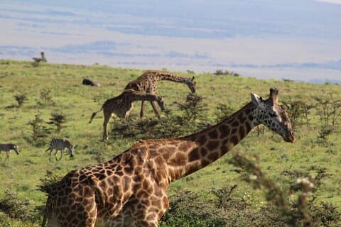 3-dagers safari i Serengeti og Ngorongoro (mellomklasse)