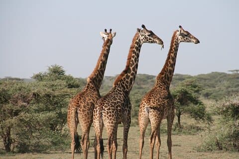 2-tägige Safari-Tour zum Tarangire & Ngorongoro-Krater (Mittelklasse)