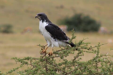 2-dages safari-tur til Lake Manyara og Ngorongoro (mellemklasse)
